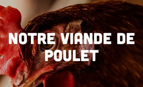 viande de poulet